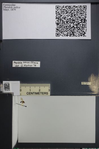 Media type: image;   Entomology 740135